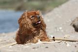 CAVALIER KING CHARLES 178